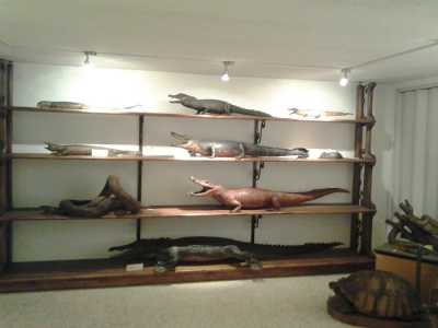 Museo del Dipartimento di Biologia: una sala dedicata all'esposizione di rettili africani